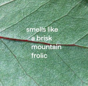 bathroom cleaner – eucalyptus mint. 28 fl oz