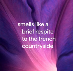 all-purpose cleaner – french lavender. 28 fl oz